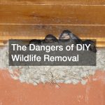 The Dangers of DIY Wildlife Removal